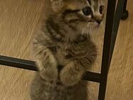 Babykatzen - Wutöschingen