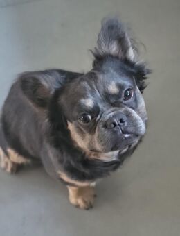 Fluffy Französisch Bulldoggen Rüde sucht - Potsdam