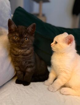 BKH Katze - Chemnitz