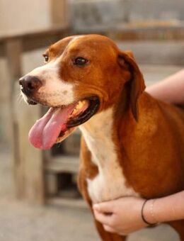 Save-Bracke Loli - Ellerbek