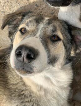 Pflegestelle gesucht für Sama - Celle