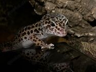 Leopardgecko MS Black Night - Nieder-Olm