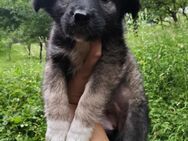 Viro 🐶 Kleine Teddybärin sucht neuen - Spenge
