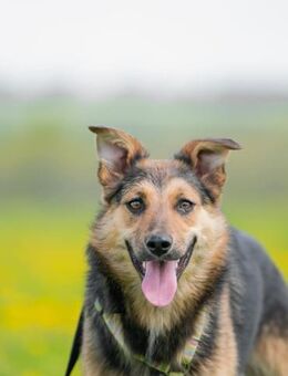 Delta, anhänglich und offen - Süderholz