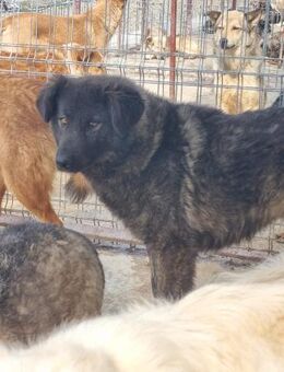 Wer hilft ALESSIA A375 aus ihrer Angst? - Neuberg