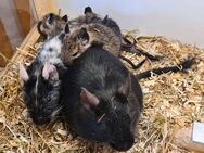 3 liebe Degus suchen bald ein Zuhause - Schwieberdingen