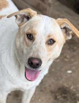 SELENE ~ super zutrauliche Junghündin - Duisburg