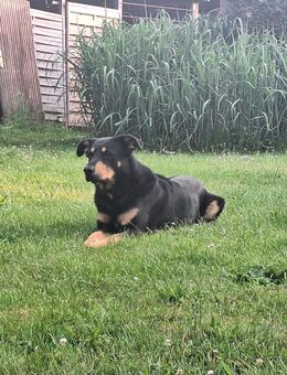 Schäferhund-Berner Sennen-Mix - Lohsa