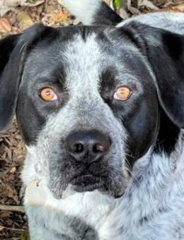 MERCEDES - aus dem Canile gerettet - Regensburg