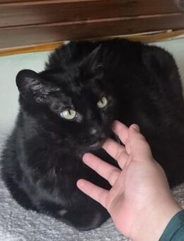 Best-Ager Tom u. Jerry in Lorch - Geisenheim