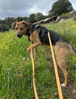 Zuhause/Pflegestelle gesucht für Minou - Miesbach