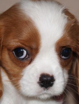 Cavalier King Charles Spaniel Welpen mit Papieren - Unna