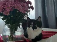 Kater, 7 Jahre alt, wegen Umzug an liebe Menschen abzugeben. - Paderborn