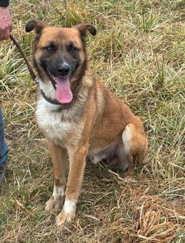 Balou sucht neue Abenteuer - Frankfurt (Main)