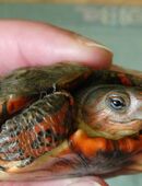 Gebe Nachzuchten meiner Rhinoclemmys pulcherrima rogerbarbouri (Sonora-Prachtschildkröten) ab in 13053