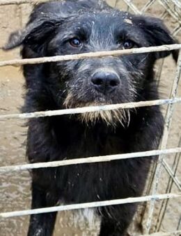 AMARAH - freundlich, aufgeschlossen - Weilheim (Oberbayern)