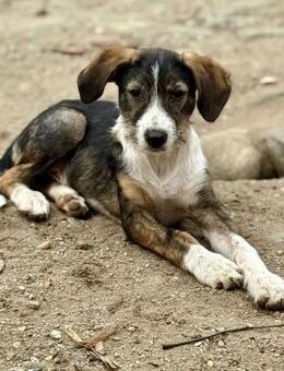 Flyer, jung, dynamisch, lieb - Bochum