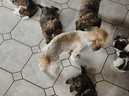 Shih-tzu Welpen in liebevolle Hände - Hohenaltheim