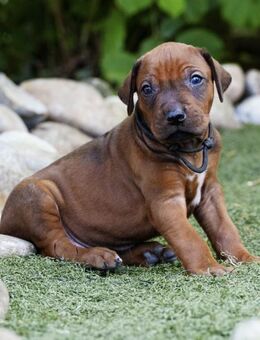 Rhodesian Ridgeback Welpe - Red Wheaten mit Ahnentafel und Papieren aus liebevoller Vereinszucht - Dietersheim