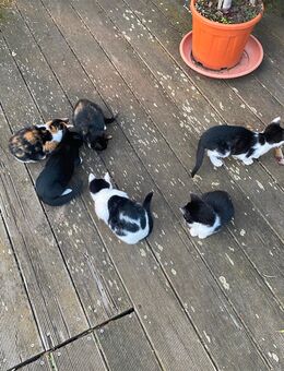 Hauskatzen abzugeben Kitten - Dresden