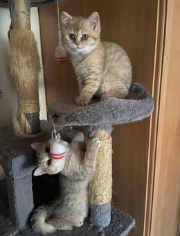 Süße BKH Kitten - Michelstadt