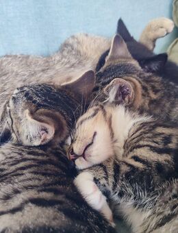 Junge Kätzchen - 12 Wochen - Hauskatzen - Warmsen