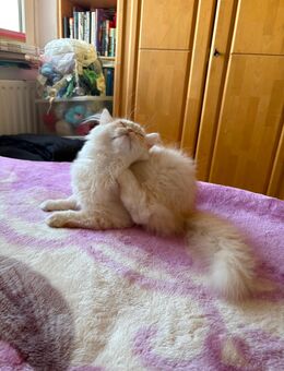 Perser Mix Kitten Orange - Hannover Ricklingen