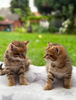 Britisch Kurzhaar Kitten – Kater & Katze – geboren am 25. Mai - Hamm