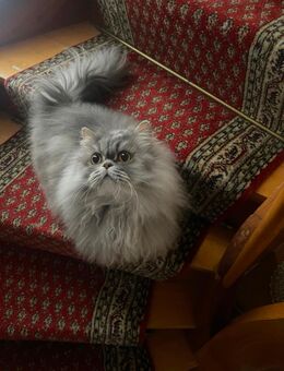 100% Perserkätzchen 3 Jahre Weiblich - Dreieich Zentrum