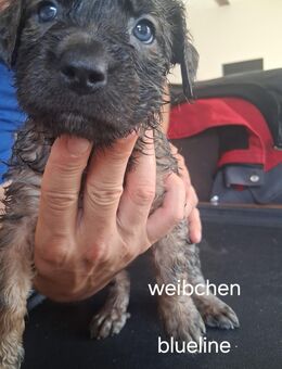 Amstaff Welpen - Meßkirch