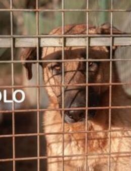 Cholo- ein ganz besonderer Hund - Berlin