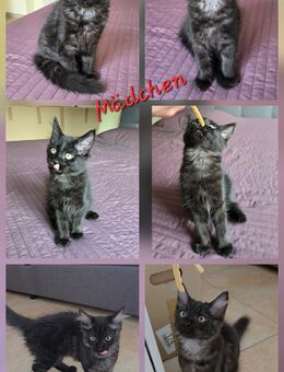 süße Kitten suchen ein liebevolles neues Zuhause - Hauenstein