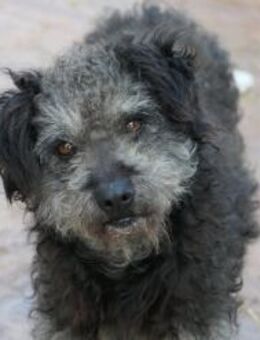 Zauberhafte Shaggy - Kallmünz