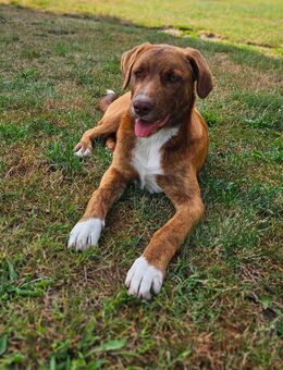 Buddy sucht noch ein zu Hause auf Lebenszeit - Weißwasser (Oberlausitz)