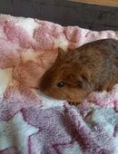 2 junge Meerschweinchenmädels suchen Traumplatz! in 82538