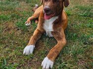 Buddy sucht noch ein zu Hause auf Lebenszeit - Weißwasser (Oberlausitz)