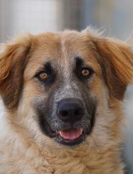 Linus, Notfall im Canile - Bad Vilbel