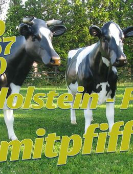 Holstein Kuh lebensgroß  Life-Size Holstein Cow - Heidesee