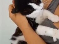 🐾 Liebevolle Mimi sucht Geborgenheit 🐾 - Eislingen (Fils)