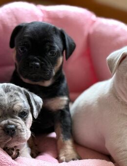 Mops x Französische Bulldoggen Mischlinge - Sirnach