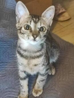 Unwiderstehliche Tabby sucht ihre Mensch - Margetshöchheim