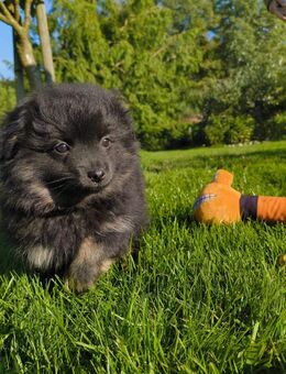 Zwergspitz/ Kleinspitz Welpen mix - Syke