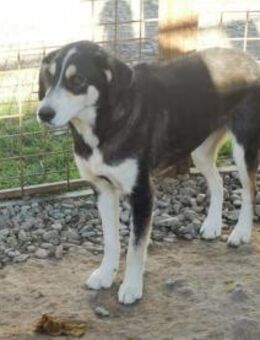 Lexi Pflegestelle oder Zuhause gesucht - Oberwies