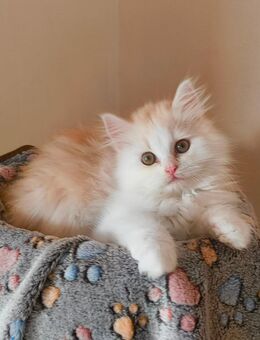Perser, Kätzchen, Kitten, Perserkater - Osterhofen