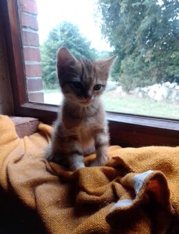 Süsses kleines Katzenbaby - Friesoythe