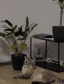 Deckkater Balu 100€ NICHT ZUM VERKAUF in 46047