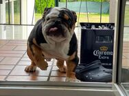 Englische Bulldogge - Gummersbach