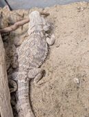 Bartagamen abzugeben in 50189