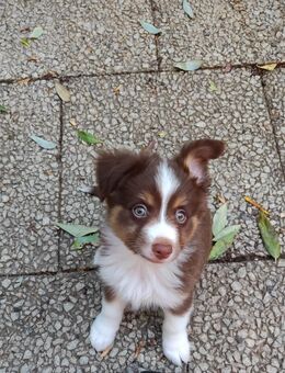 Schöne Mini Aussie Bärchen gesund aufgeweckte und verspielt und schon geimpft und gechip - Mönchengladbach