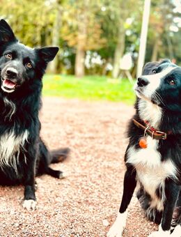 Border Colli/Harzer Fuchs Welpe Rüde, Mama Border - Papa Border/Harzer Fuchs - Plaaz